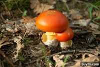 Caesar’s Mushroom (Amanita caesarea): Foraging and Safety Guide