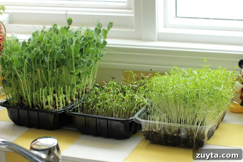 pea shoots, fennel, and cress