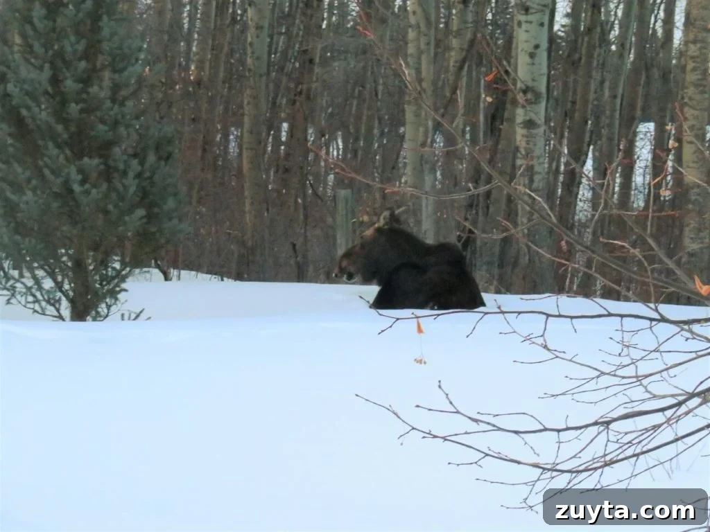 lazy moose in our yard
