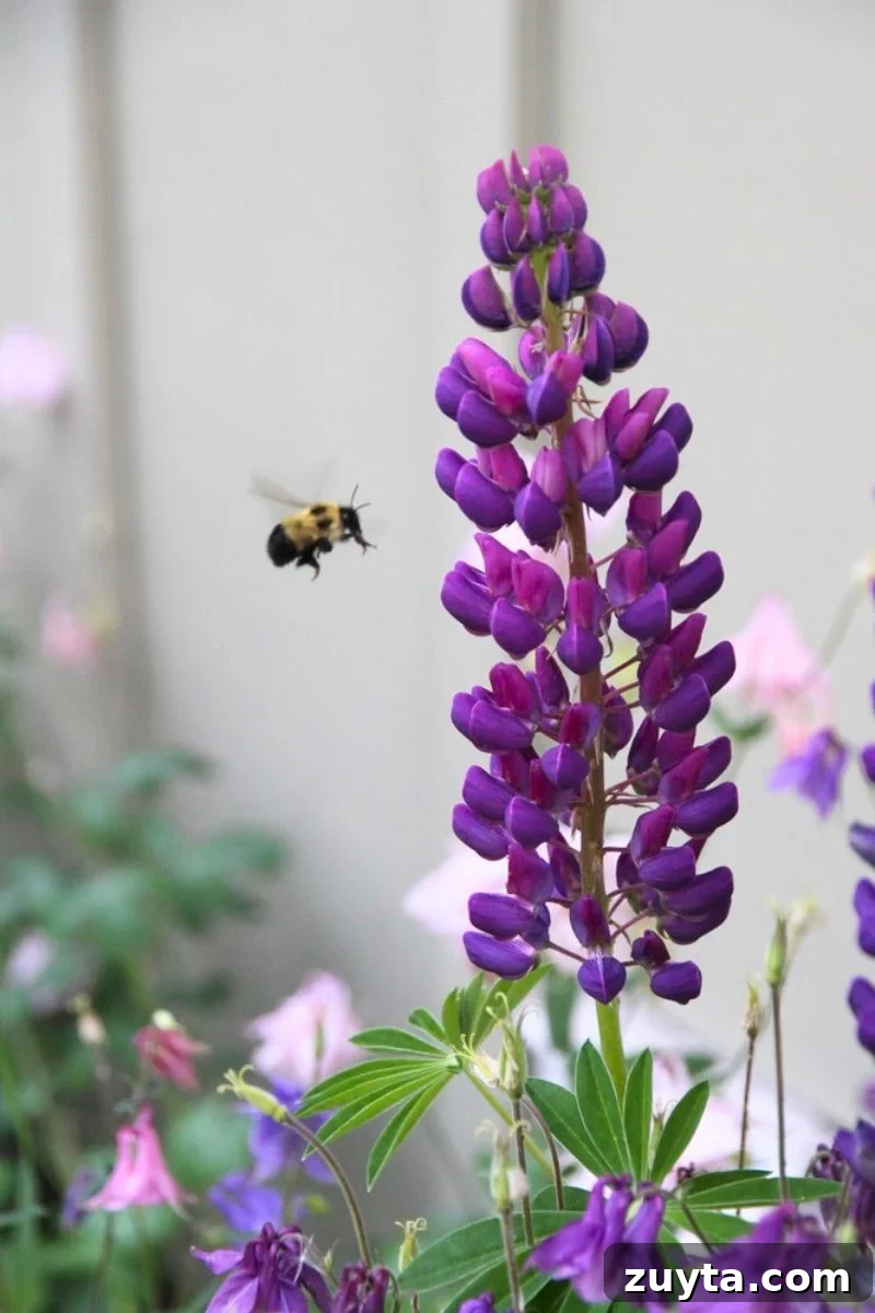 7 Eye-Opening Lessons From Living Without the Internet 2 A purple lupine with a bumblebee flying in for pollen and nectar.