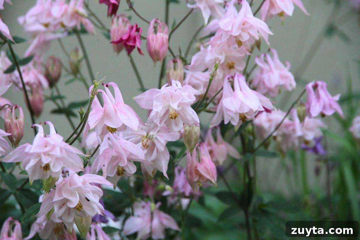 7 Eye-Opening Lessons From Living Without the Internet 3 Sweet pink columbine flower bells hanging down with yellow stamen centers.