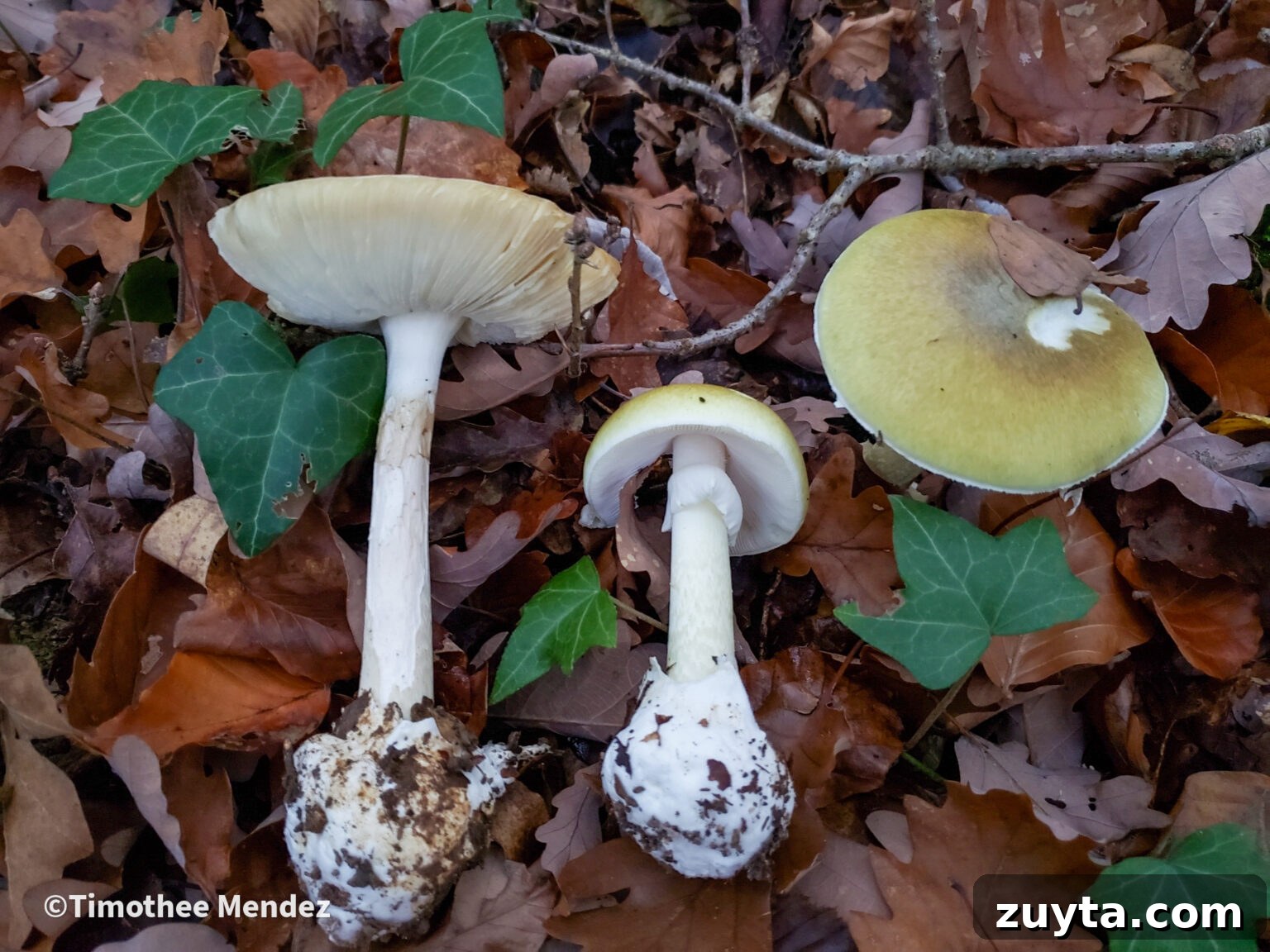 Caesar's Mushroom (Amanita caesarea): Foraging and Safety Guide 8 The Death Cap (Amanita Phalloides)