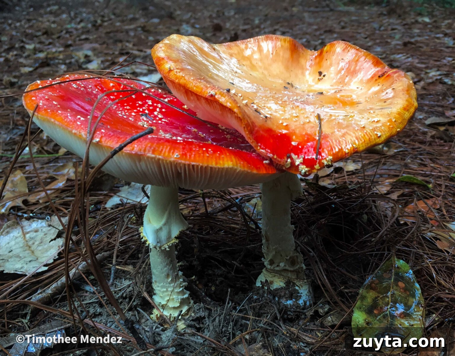Caesar's Mushroom (Amanita caesarea): Foraging and Safety Guide 9 Amanita Muscaria