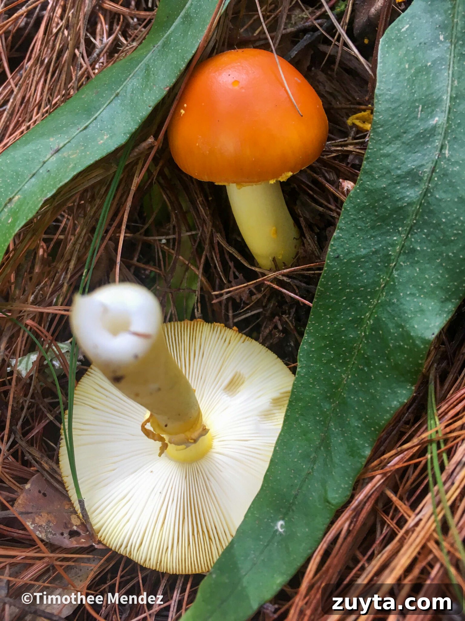 Caesar's Mushroom (Amanita caesarea): Foraging and Safety Guide 10 Yellow Patches (Amanita flavoconia)