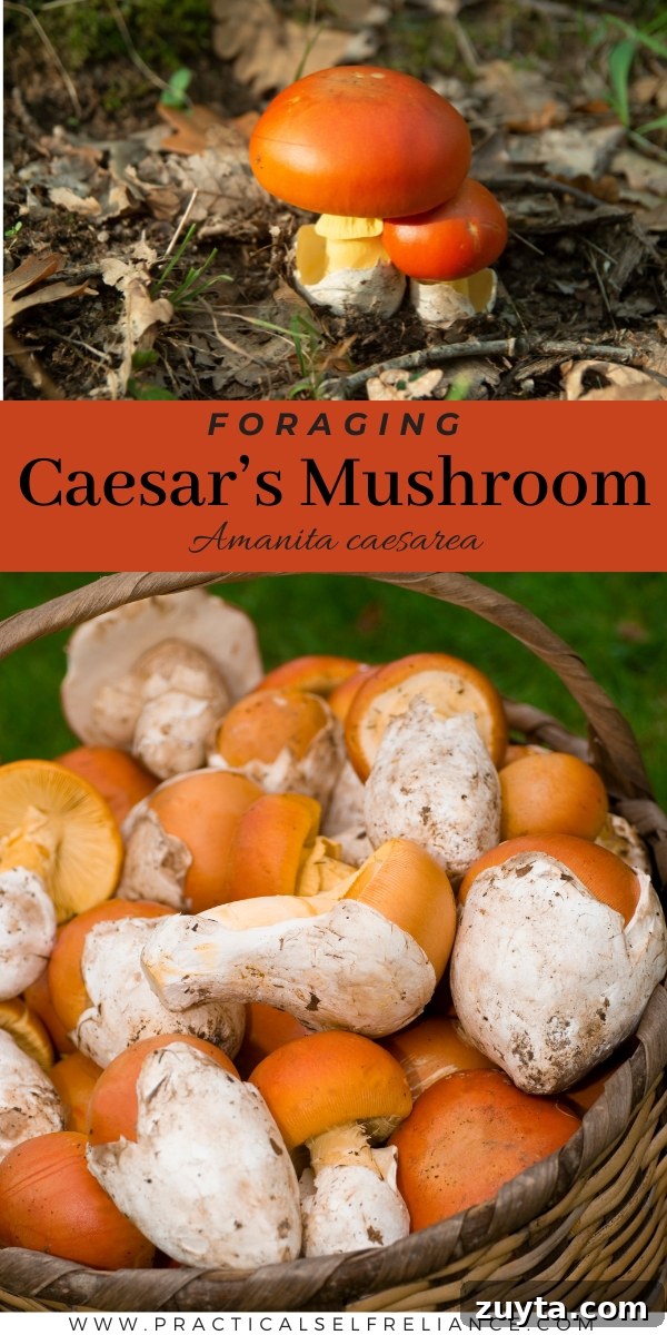 Caesar's Mushroom (Amanita caesarea): Foraging and Safety Guide 14 Caesars Mushroom Identification
