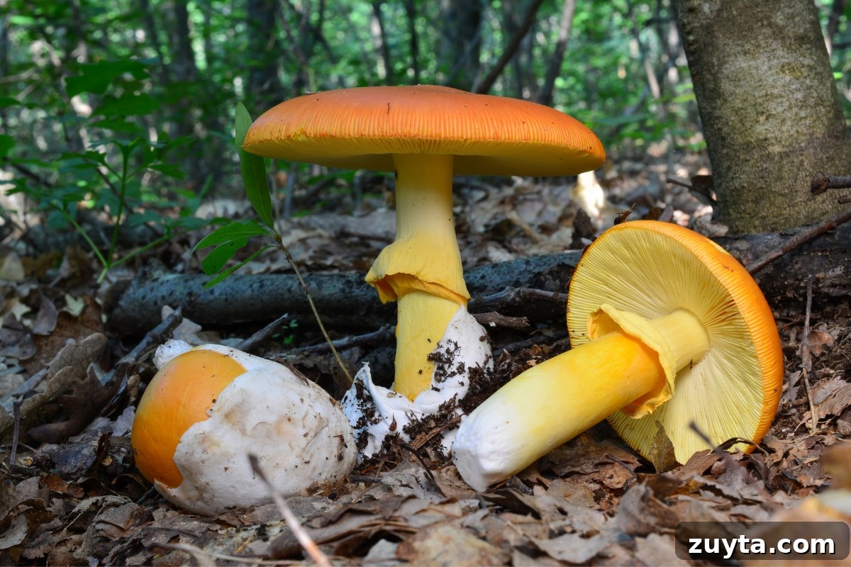 Caesar's Mushroom (Amanita caesarea): Foraging and Safety Guide 3 Caesars Mushroom