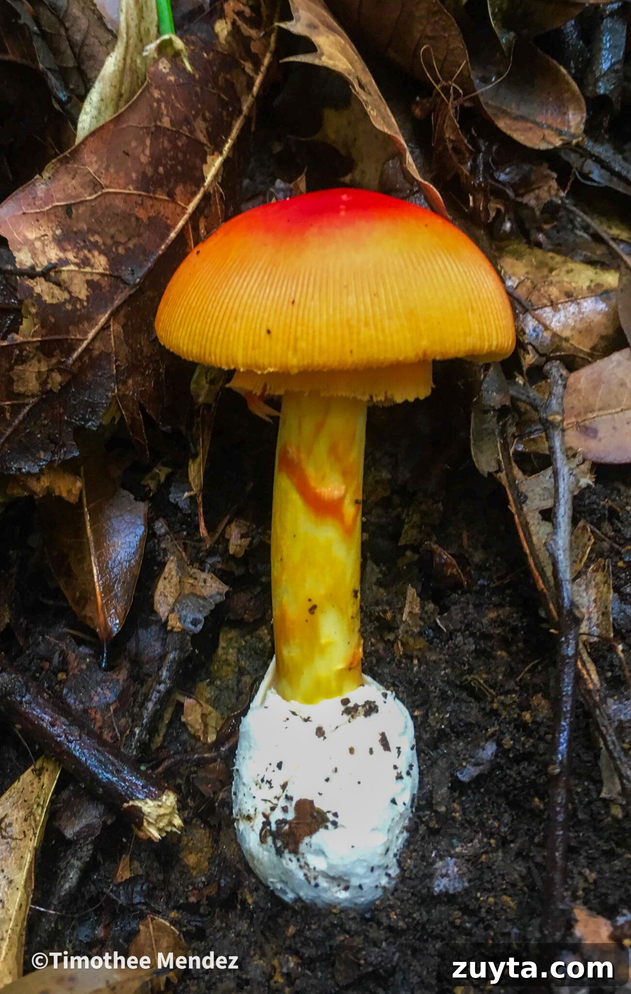Caesar's Mushroom (Amanita caesarea): Foraging and Safety Guide 4 Caesars Mushrooms