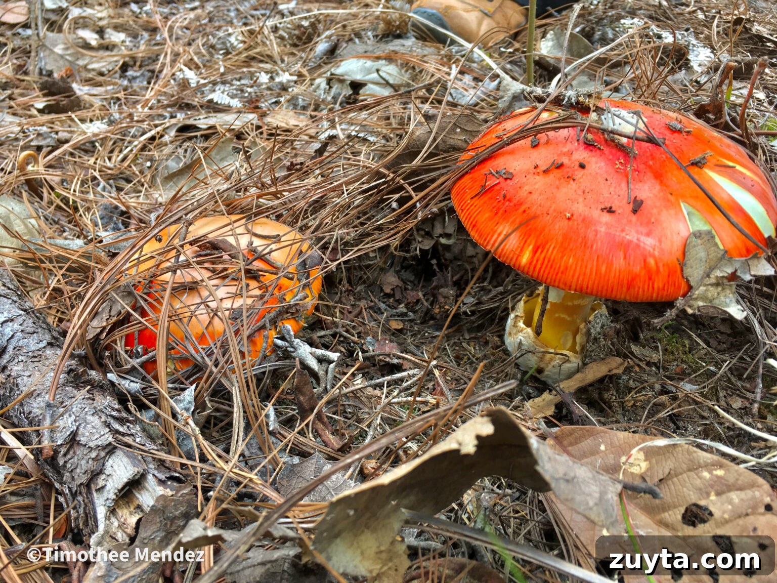 Caesar's Mushroom (Amanita caesarea): Foraging and Safety Guide 5 Caesars Mushrooms