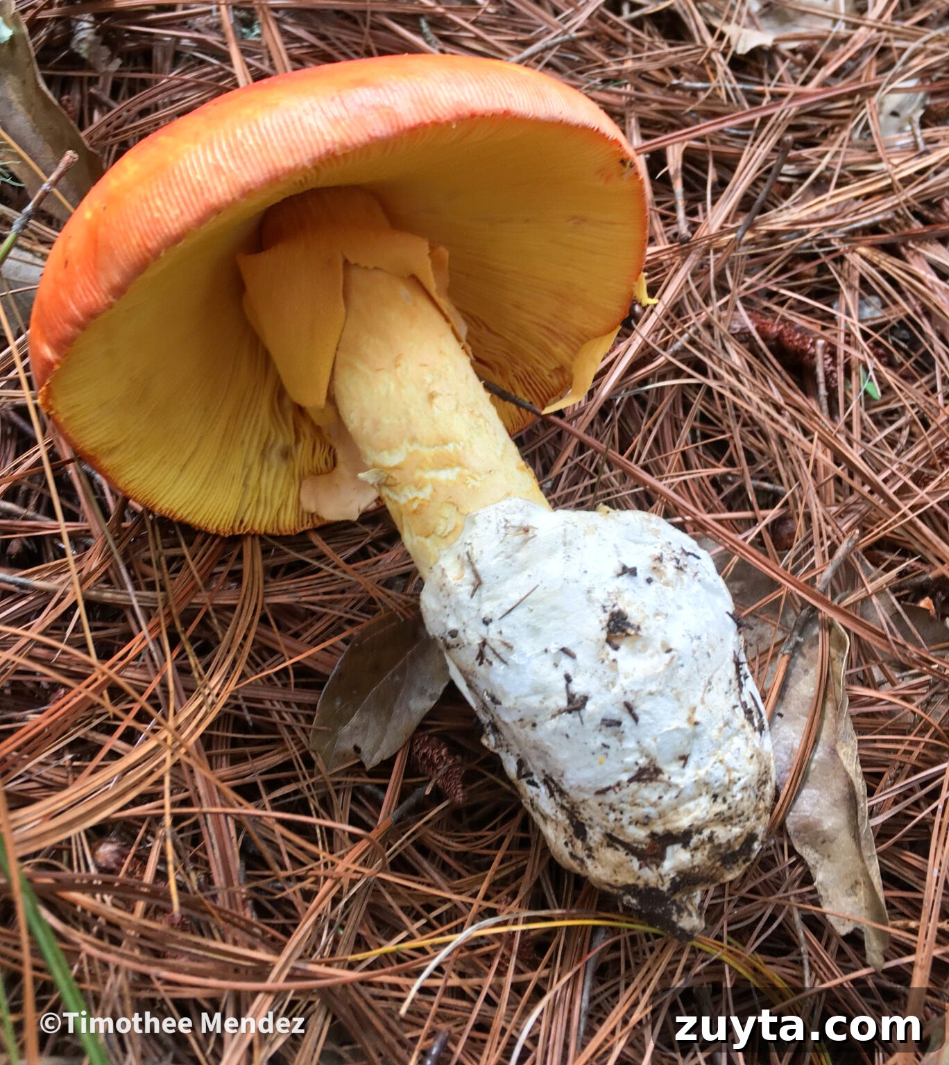 Caesar's Mushroom (Amanita caesarea): Foraging and Safety Guide 7 Caesars Mushroom