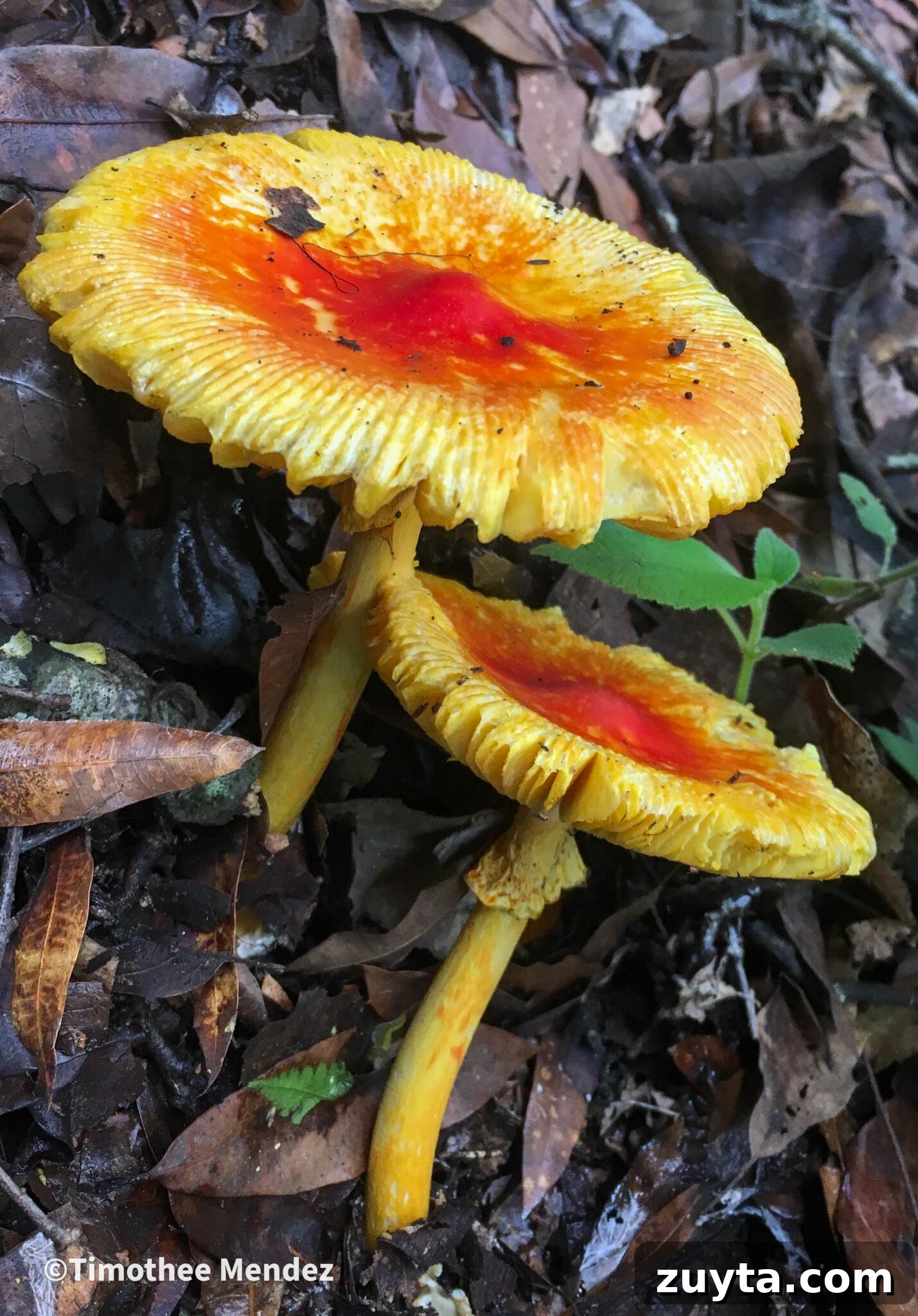Caesar's Mushroom (Amanita caesarea): Foraging and Safety Guide 6 Caesars Mushrooms