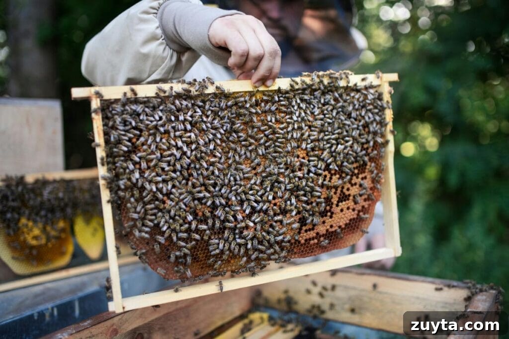 Beekeeping Gear Guide for Beginners: Equipment & Essentials 3 Beekeeper inspecting a wooden hive frame covered in bees, showing healthy brood and honeycomb during a hive check in a lush outdoor setting.
