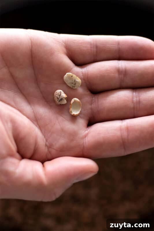 Slow Cooker Pinto Beans Recipe 7 Person holding 3 broken pinto beans in their hand.
